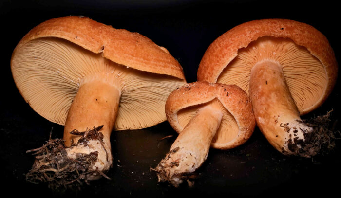 Lactarius porninsis – Lärchen-Reizker, diese Pilze besitzen eine ganz prächtige Färbung