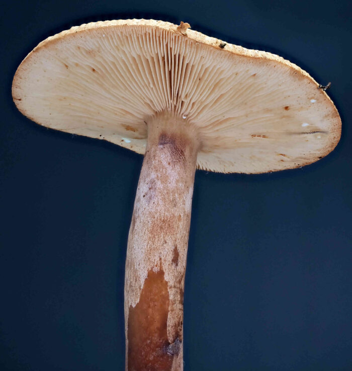 Lactarius quietus – Eichen-Milchling, Blick auf die Hutunterseite