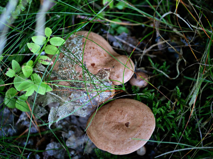 Lactarius quietus – Eichen-Milchling, die Pilze riechen nach Blattwanzen