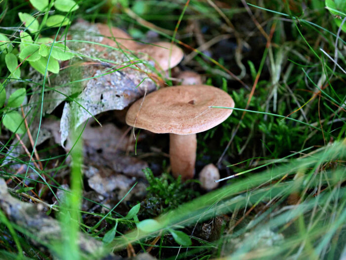 Lactarius quietus – Eichen-Milchling, Fund im Gras unter eine Eiche