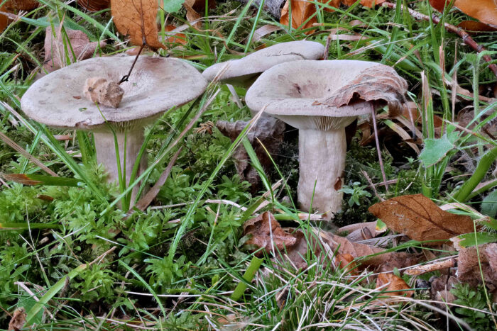 Lactarius blennius – Graugrüner Milchling, schöne Gruppe in einem Park wachsend