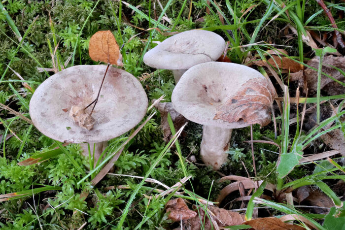 Lactarius blennius – Graugrüner Milchling, Mykorrhizapilz, der ausschließlich bei Buche vorkommt