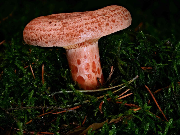 Lactarius deliciosus – Edel-Reizker, wunderschönes Exemplar mit den typischen, grubigen Stiel (Gruben = Flecken)