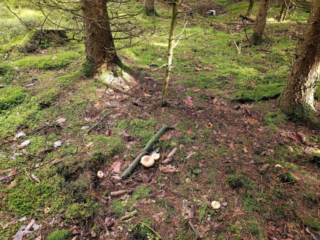 Lactarius deliciosus – Edel-Reizker, Standort in einem Fichtenhochwald, in welchem vereinzelt Kiefern wachsen