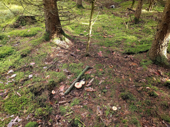 Lactarius deliciosus – Edel-Reizker, Standort in einem Fichtenhochwald, in welchem vereinzelt Kiefern wachsen