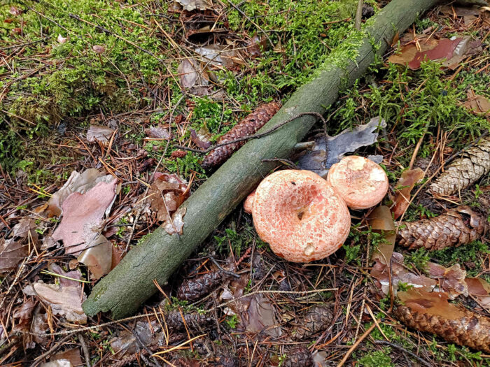 Lactarius deliciosus – Edel-Reizker, die Hutoberfläche ist fleckig