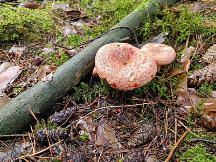 Lactarius deliciosus – Edel-Reizker, es sind Mykorrhizapilze, welche ausschließlich mit der Kiefer eine Symbiose bilden