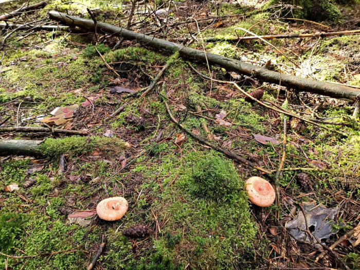 Lactarius deliciosus – Edel-Reizker, diese Pilze wachsen ausschließlich bei Kiefern