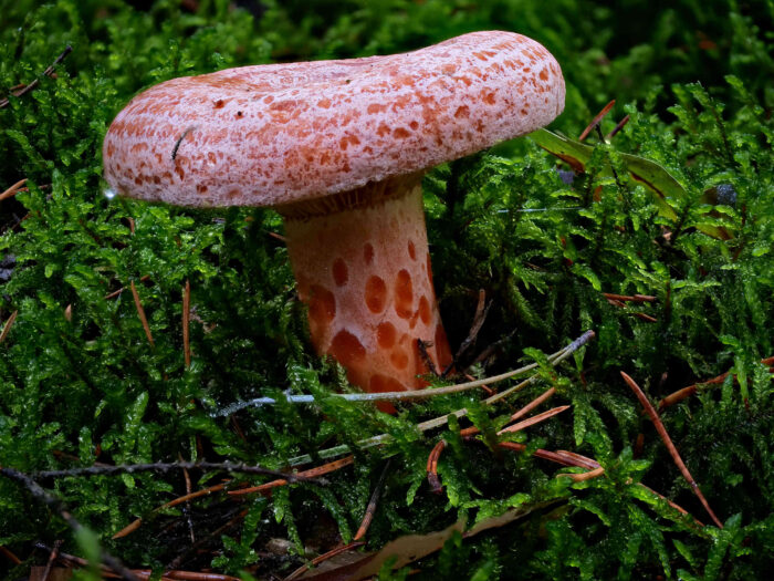 Lactarius deliciosus – Edel-Reizker, wunderschöner Pilz, mit einem ebenso wunderbaren Geschmack