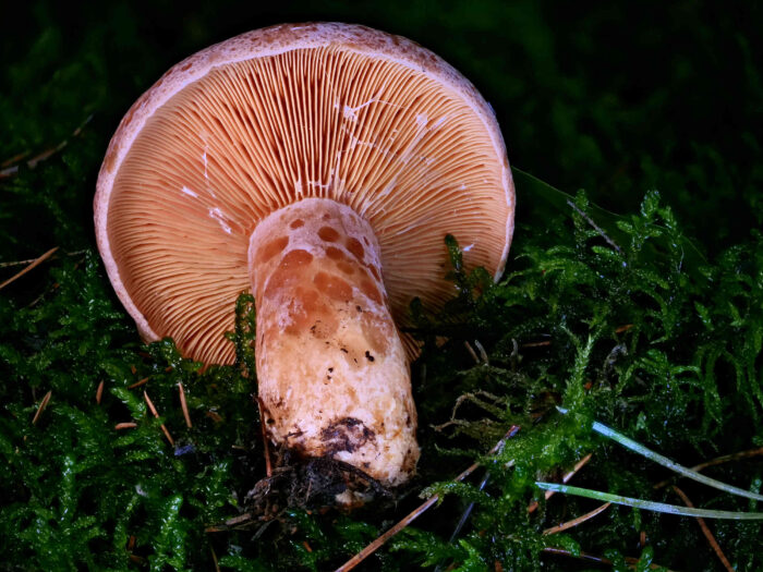 Lactarius deliciosus – Edel-Reizker, Blick von unten in den Pilz