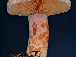 Lactarius deliciosus – Edel-Reizker, Einzelexemplar mit allen typischen Merkmalen