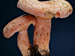 Lactarius deliciosus – Edel-Reizker, ein Pilzpaar wie aus dem Bilderbuch