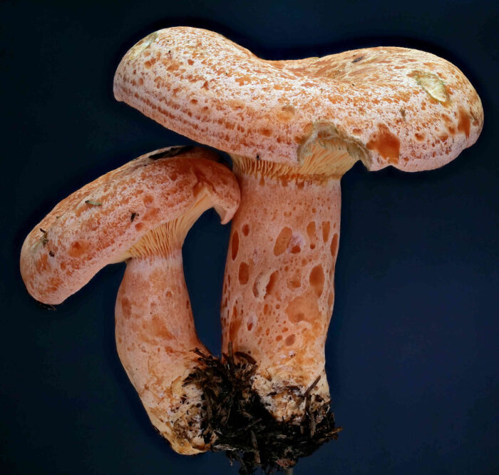 Lactarius deliciosus – Edel-Reizker, ein Pilzpaar wie aus dem Bilderbuch