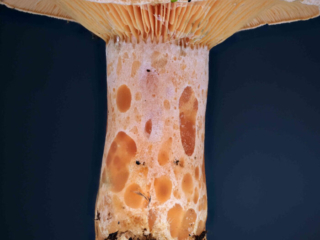Lactarius deliciosus – Edel-Reizker, typisch sind deutlich sichtbaren Gruben am Stiel