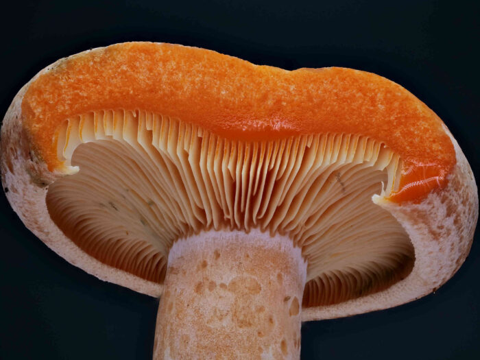 Lactarius deliciosus – Edel-Reizker, der Pilz sondert ein kräftig orangene Milch ab