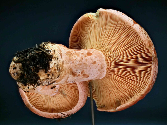 Lactarius deliciosus – Edel-Reizker, Blick in die Lamellen, teilweise sind diese gegabelt