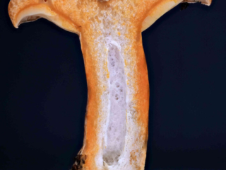 Lactarius deliciosus – Edel-Reizker, das Schnittbild zeigt den hohlen Stiel