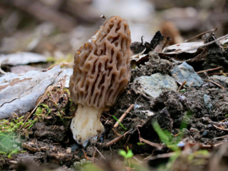 Morchella elata – Spitz-Morchel, schönes Exemplar am Fundort