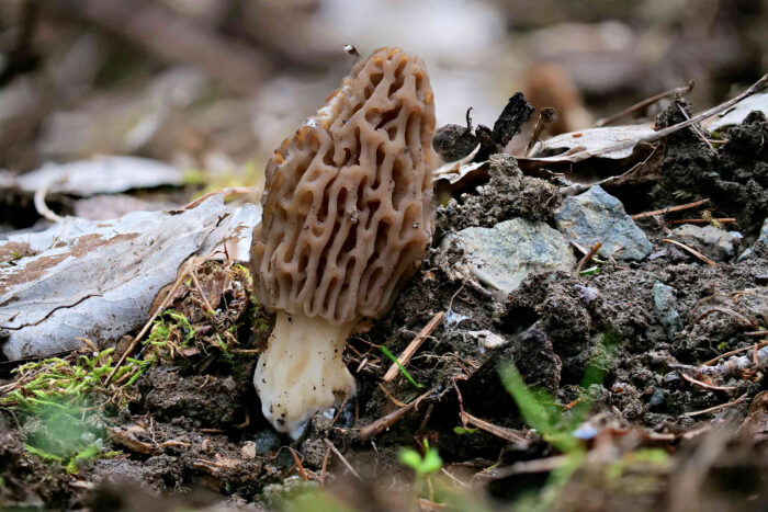 Morchella elata – Spitz-Morchel, schönes Exemplar am Fundort