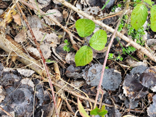 Morchella elata – Spitz-Morchel, Suchbild, wo ist die Morchel?