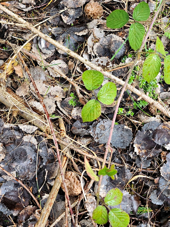 Morchella elata – Spitz-Morchel, Suchbild, wo ist die Morchel?