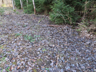 Morchella elata – Spitz-Morchel, Fundort mit Laub