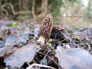 Morchella elata – Spitz-Morchel, durch Form hat diese Morchel ihren Namen bekommen
