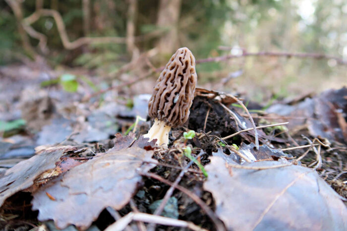 Morchella elata – Spitz-Morchel, durch Form hat diese Morchel ihren Namen bekommen