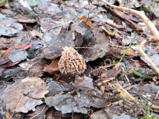 Morchella elata – Spitz-Morchel, gut getarnt im Laub