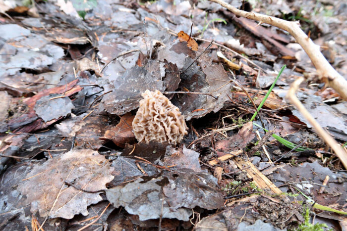 Morchella elata – Spitz-Morchel, gut getarnt im Laub