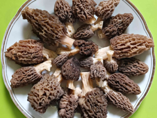 Morchella elata – Spitz-Morchel, Ausbeute einer Tour im April
