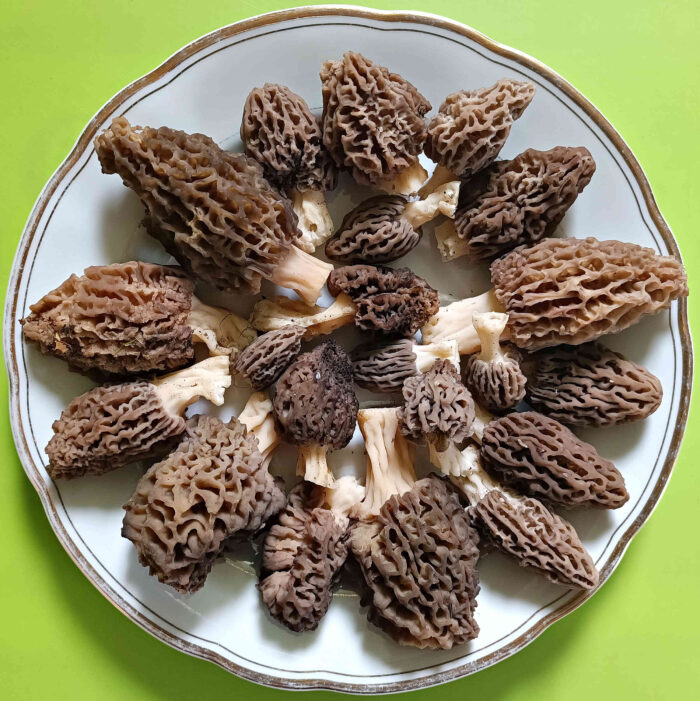 Morchella elata – Spitz-Morchel, Ausbeute einer Tour im April