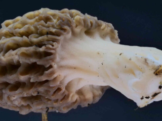 Morchella elata – Spitz-Morchel, Morchel in 1A-Zustand
