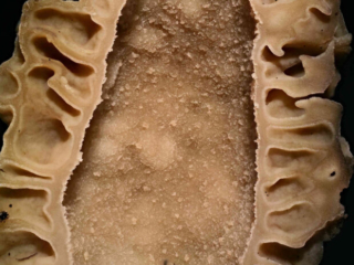 Morchella elata – Spitz-Morchel, Makro des Hohlraums