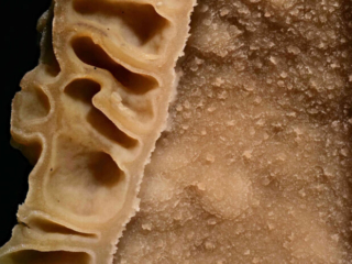 Morchella elata – Spitz-Morchel, Makroaufnahme der Wandung des inneren Hohlraums