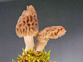 Morchella elata – Spitz-Morchel, noch helle Morchel, später wird sie dunkel