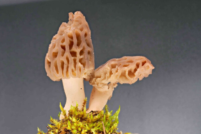 Morchella elata – Spitz-Morchel, noch helle Morchel, später wird sie dunkel