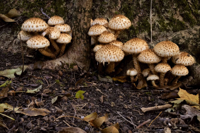 Pholiota squarrosa – Sparriger Schüppling, wunderschöne Gruppe von Pilzen am Fuße eines Laubbaumes in einem Park