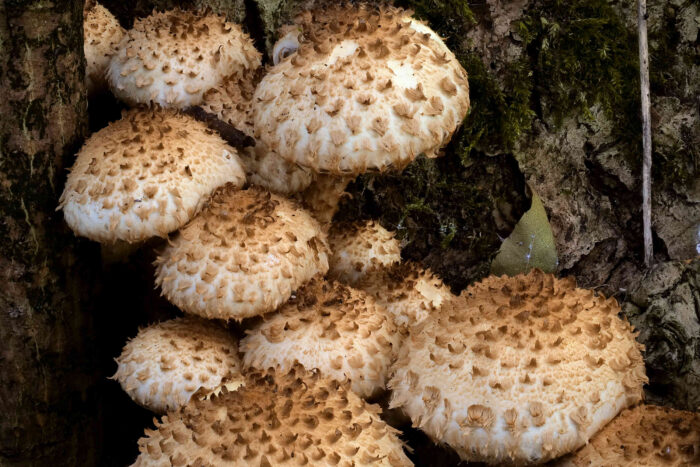 Pholiota squarrosa – Sparriger Schüppling, wunderschöne Gruppe von Pilzen am Fuße eines Laubbaumes