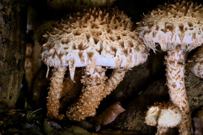 Pholiota squarrosa – Sparriger Schüppling, der gesamte Fruchtkörper ist mit den typischen Schuppen besetzt