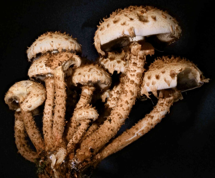 Pholiota squarrosa – Sparriger Schüppling, auf der Manschette des größten Pilzes sieht man dunkelbraunes Sporenpulver