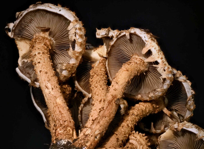 Pholiota squarrosa – Sparriger Schüppling, Blick auf die Lamellen