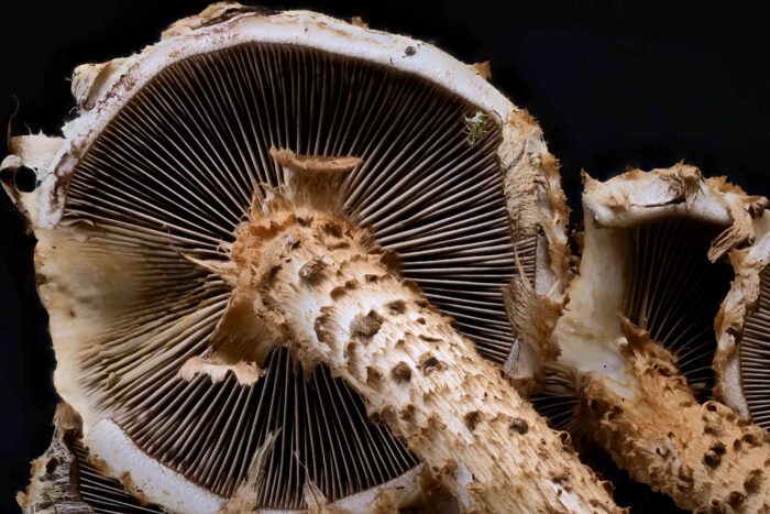 Pholiota squarrosa – Sparriger Schüppling, Makroaufnahme auf die Lamellen