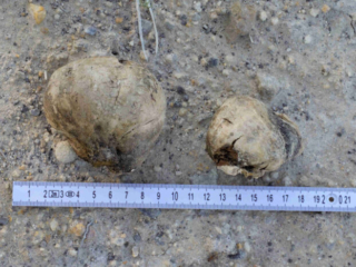 Pisolithus arhizus – Erbsenstreuling, auch Schieferstrüffel, Böhmischer-Trüffel genannt
