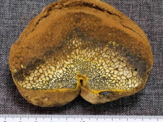 Pisolithus arhizus – Erbsenstreuling, namensgebend sind die hellen Stellen, welche wie eingearbeitete, gelbe Erbsen erscheinen