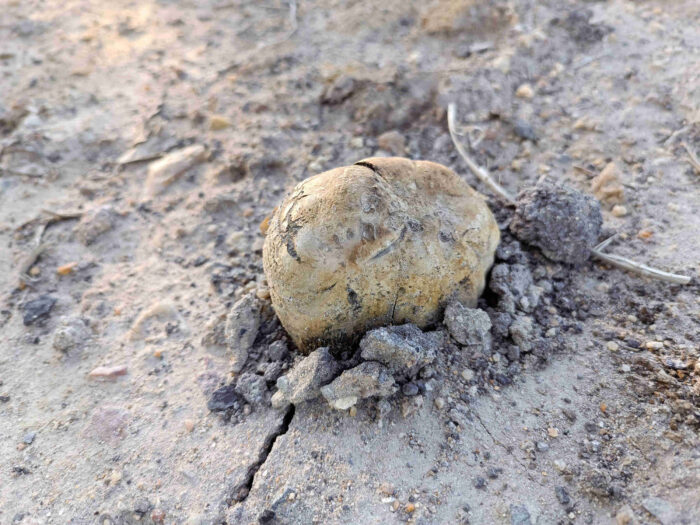 Pisolithus arhizus – Erbsenstreuling, sehr großer, einzeln wachsender Pilz