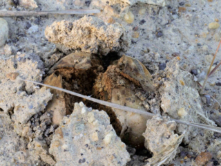 Pisolithus arhizus – Erbsenstreuling, in der Reife reißen die Fruchtkörper auf und das braune Sporenpulver wird freigesetzt