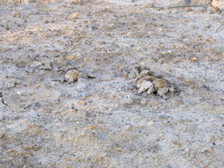 Pisolithus arhizus – Erbsenstreuling, Fruchtkörper im lockeren Sandboden