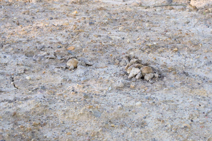 Pisolithus arhizus – Erbsenstreuling, Fruchtkörper im lockeren Sandboden