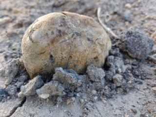Pisolithus arhizus – Erbsenstreuling, Prachtexemplar des Erbsenstreuling, Schiefer-Trüffel oder auch Böhmische Trüffel geannnt